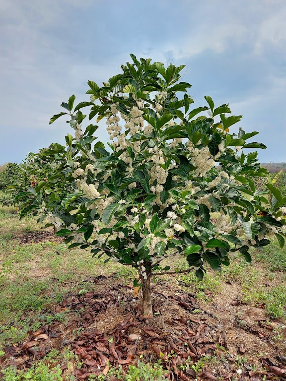 Flowering coffee tree growing on an East African plantation