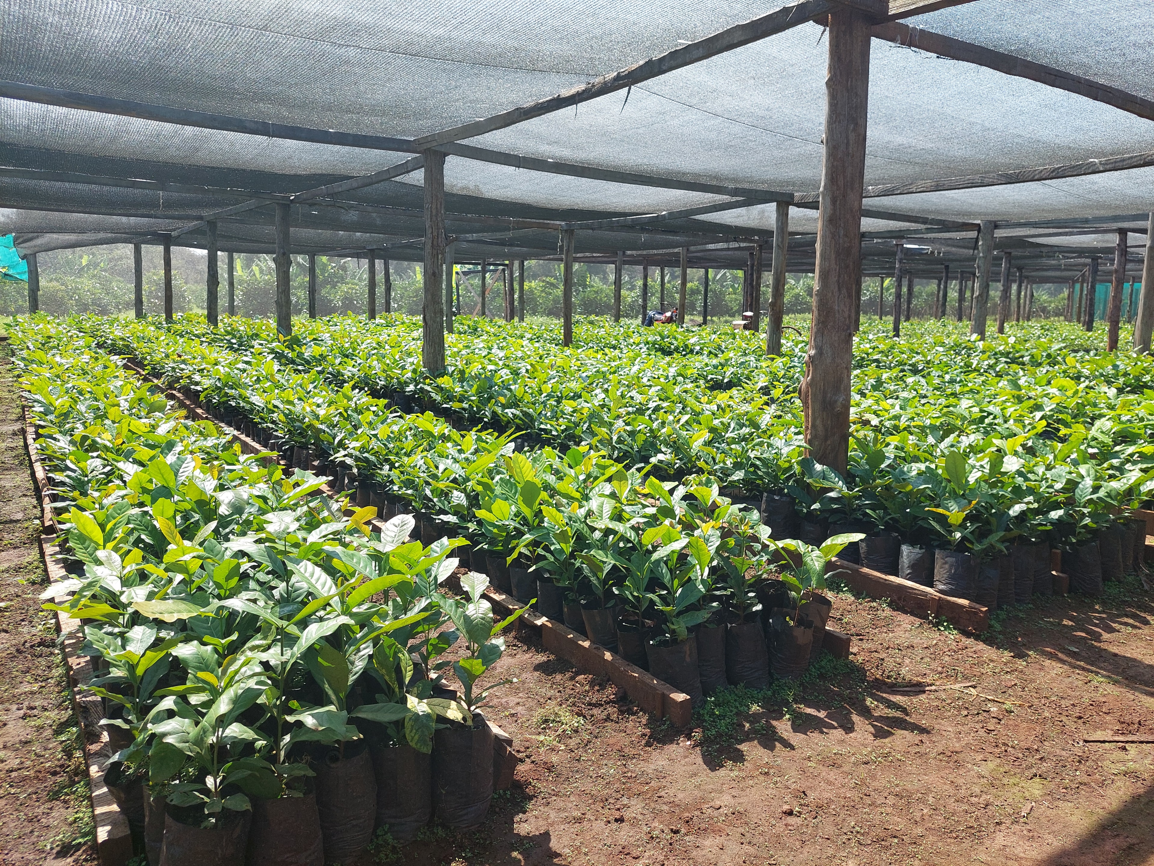 Young tree seedlings growing in a shaded East African plant nursery