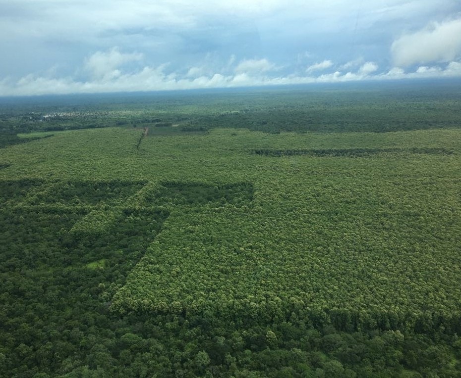 Aerial view across an extensive managed teak plantation in East Africa